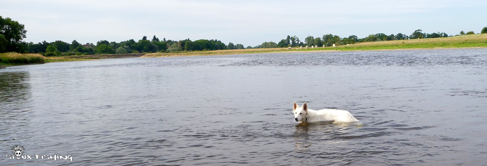 Berger blanc dans la Loire