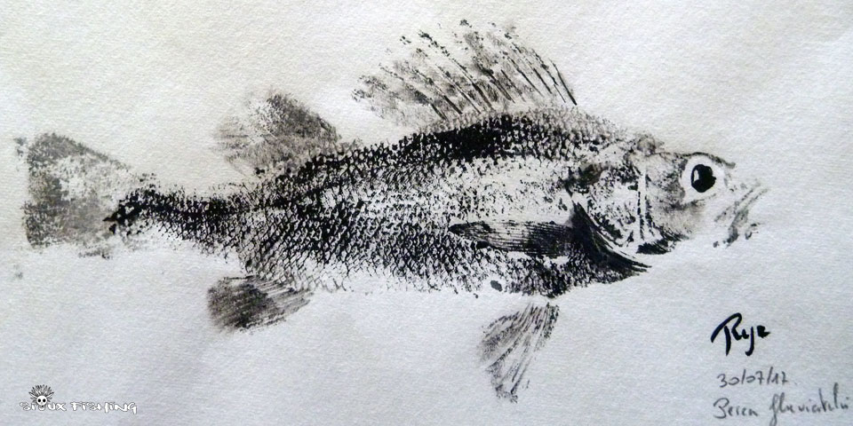 Gyotaku de perche commune de Saône