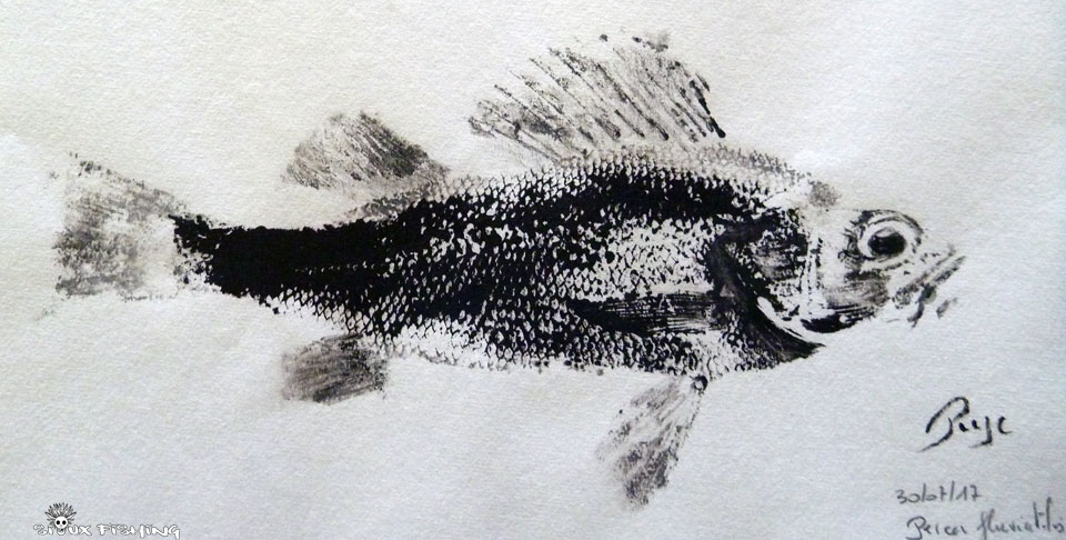 Gyotaku de perche commune de Saône