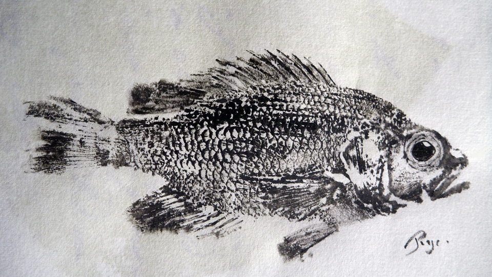 Gyotaku de crapet de roche