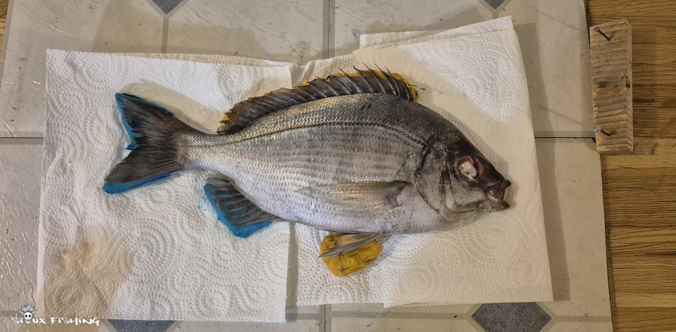 gyotaku dorade grise 1