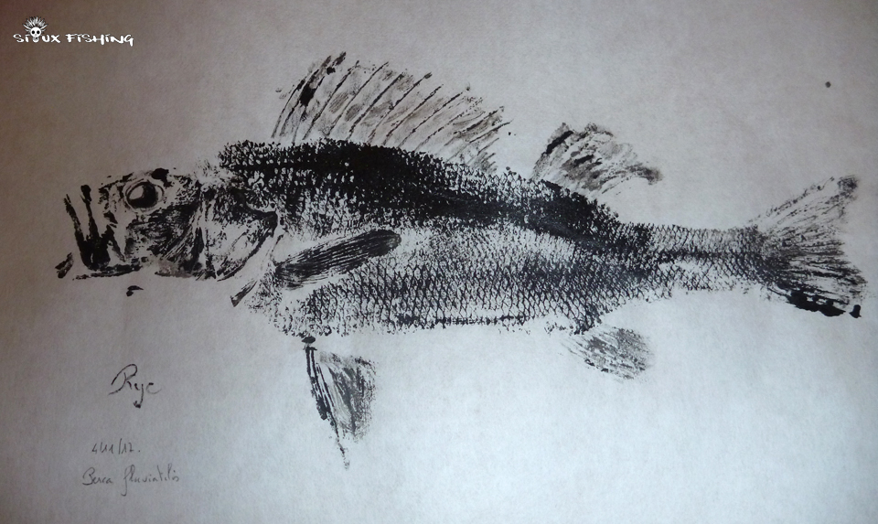 Gyotaku de perche commune