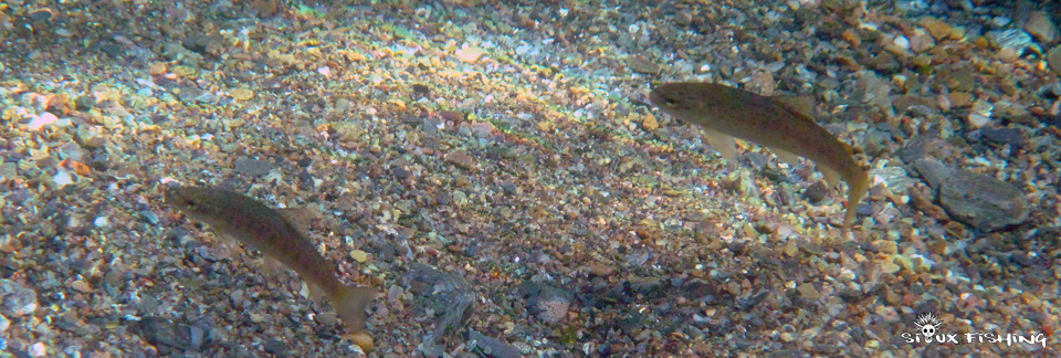 Petites truites de rivières dans la Gardon de Sainte Croix