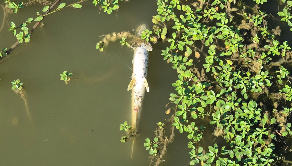 MORTALITE Etang des Prés de Droux à Lux sioux