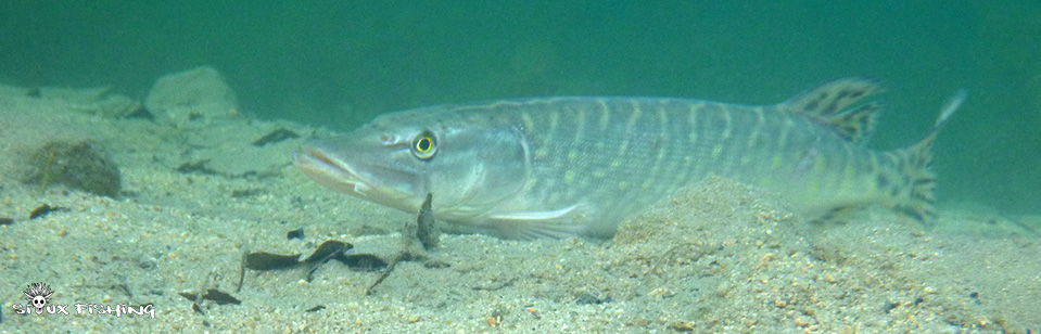 Brochet dans son milieu naturel