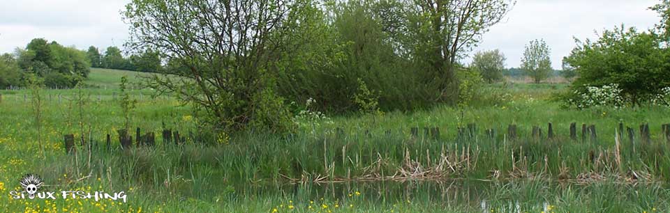 Frayère à brochet