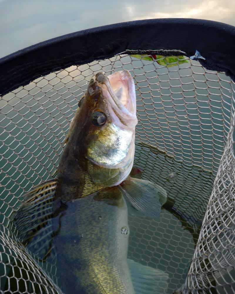 Sandres, dernières sorties, derniers poissons