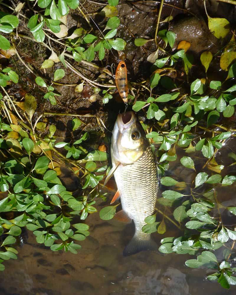 Petite pêche d'été en Loire