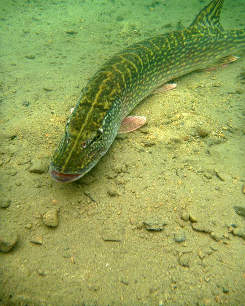 Température de reproduction des principaux carnassiers