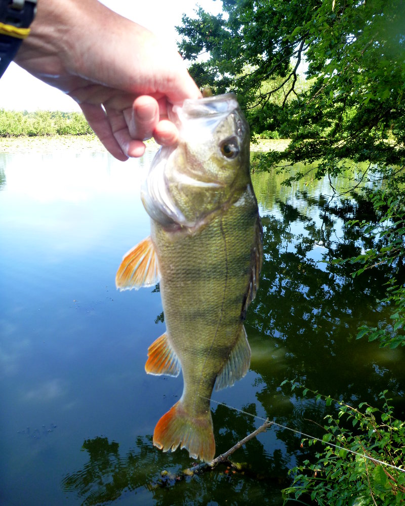 Pêches estivales