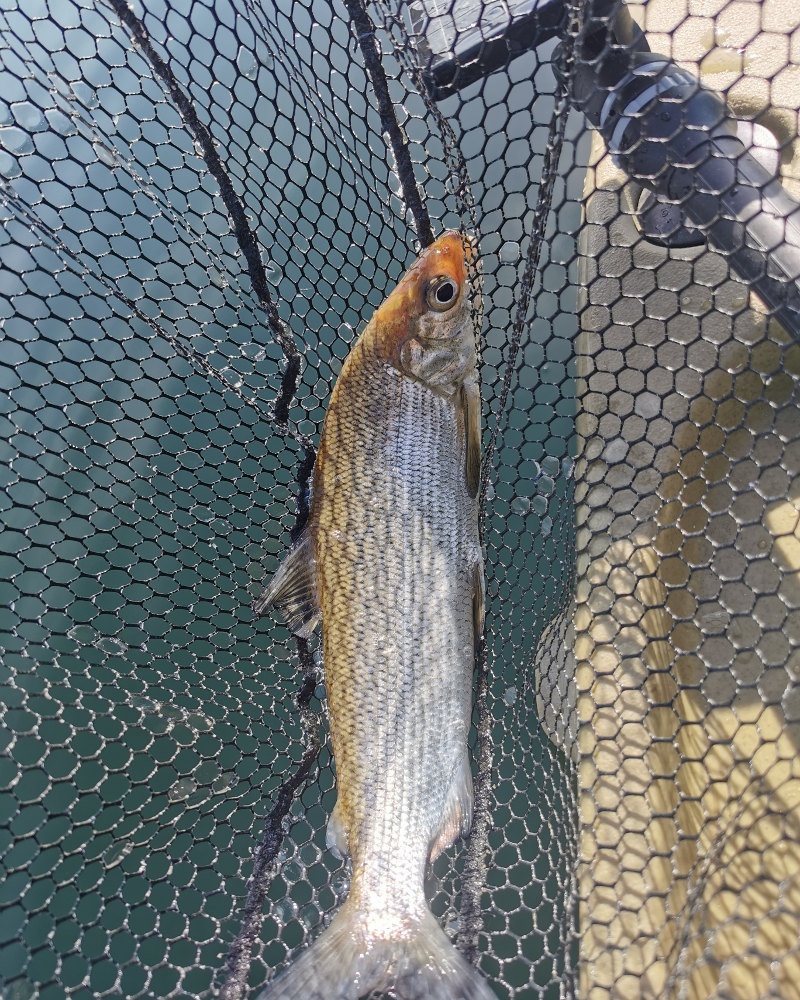 Vacances de pêche printannière.