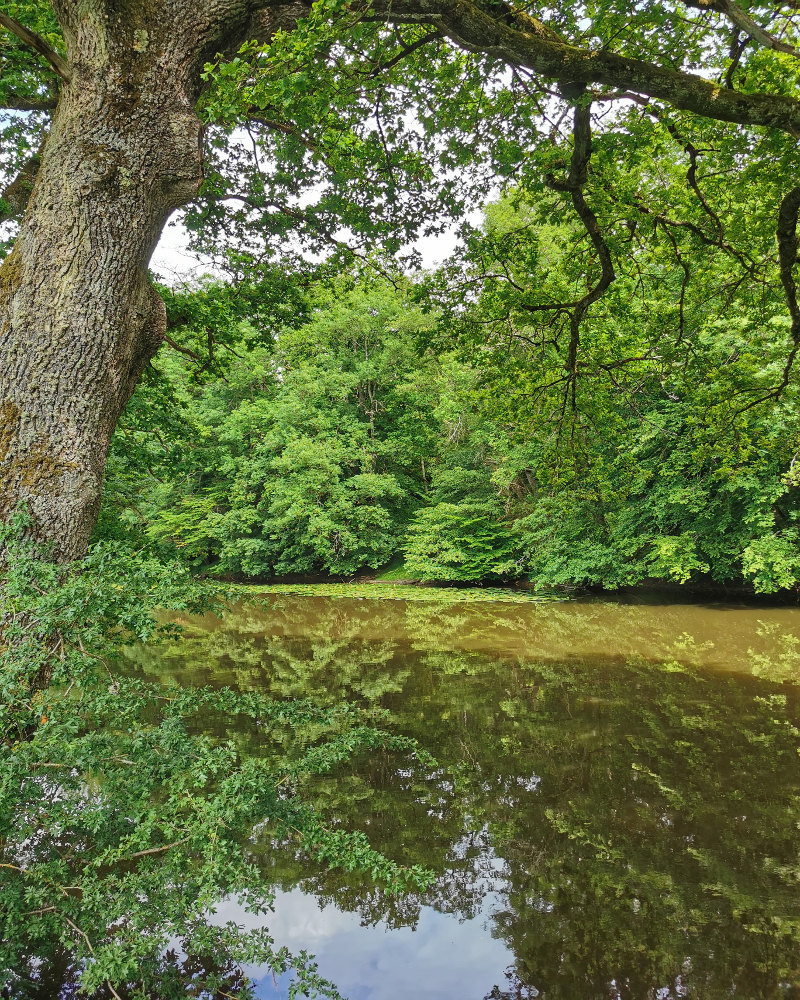 Truites en Morvan. Partie 1.