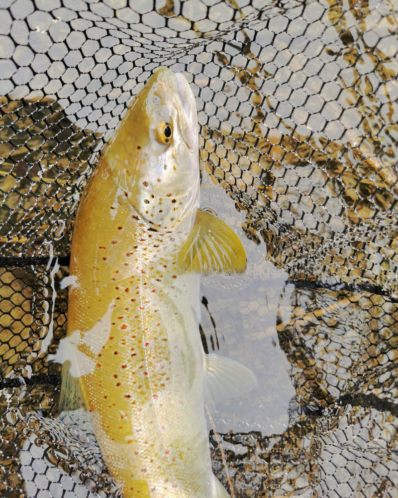 Ouverture sur la rivière d'Ain