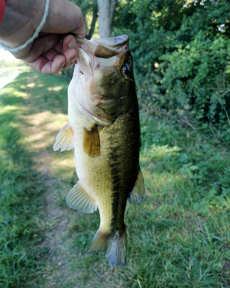 Pêche du Black-Bass en montage wacky