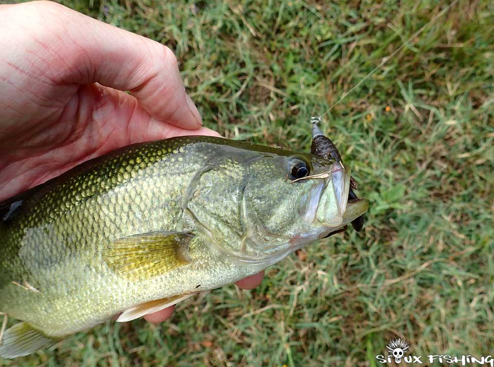 Black-bass