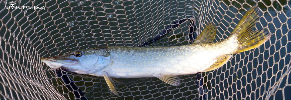 Petit brochet de Seille