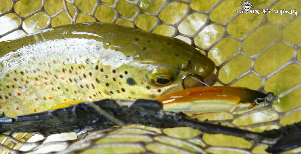 Truite de la Bienne