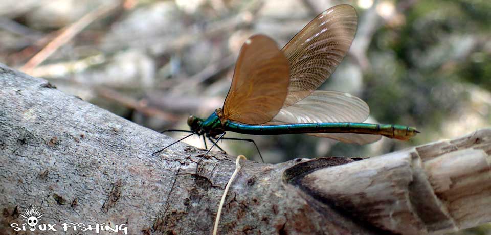 Libellule