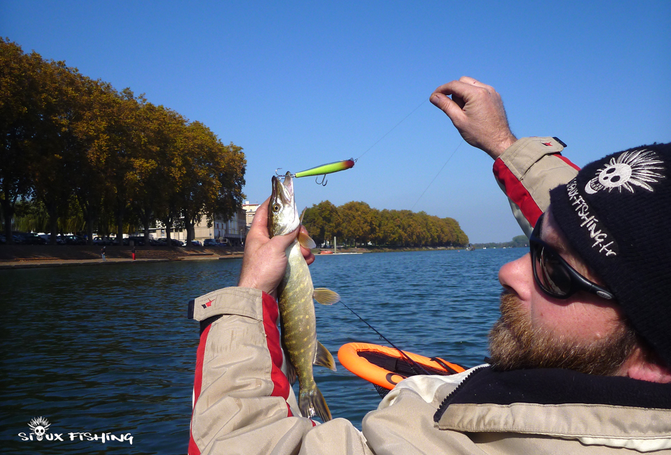 Brochet de Saône