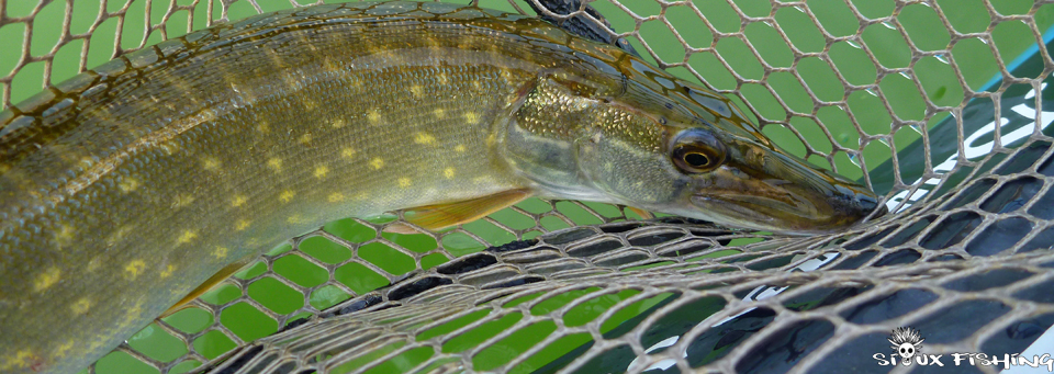 Brochet de Saône