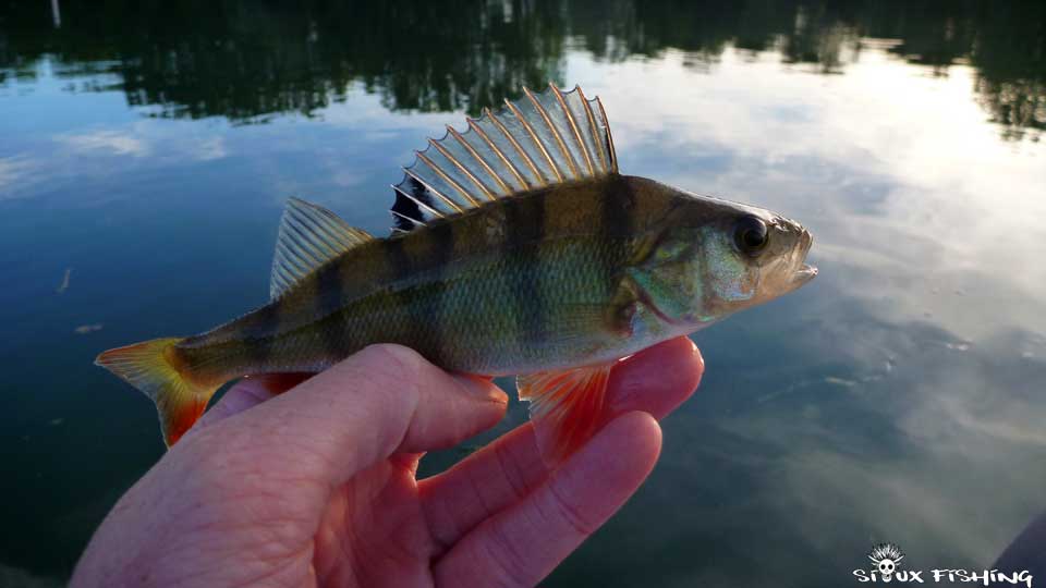 Perchette de Saône