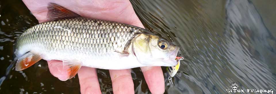 Chevesne de Loire