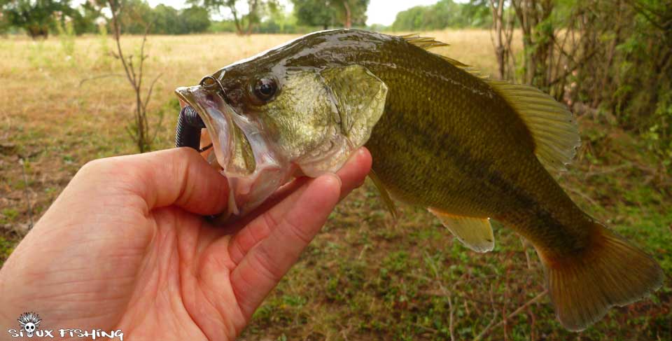 Black bass