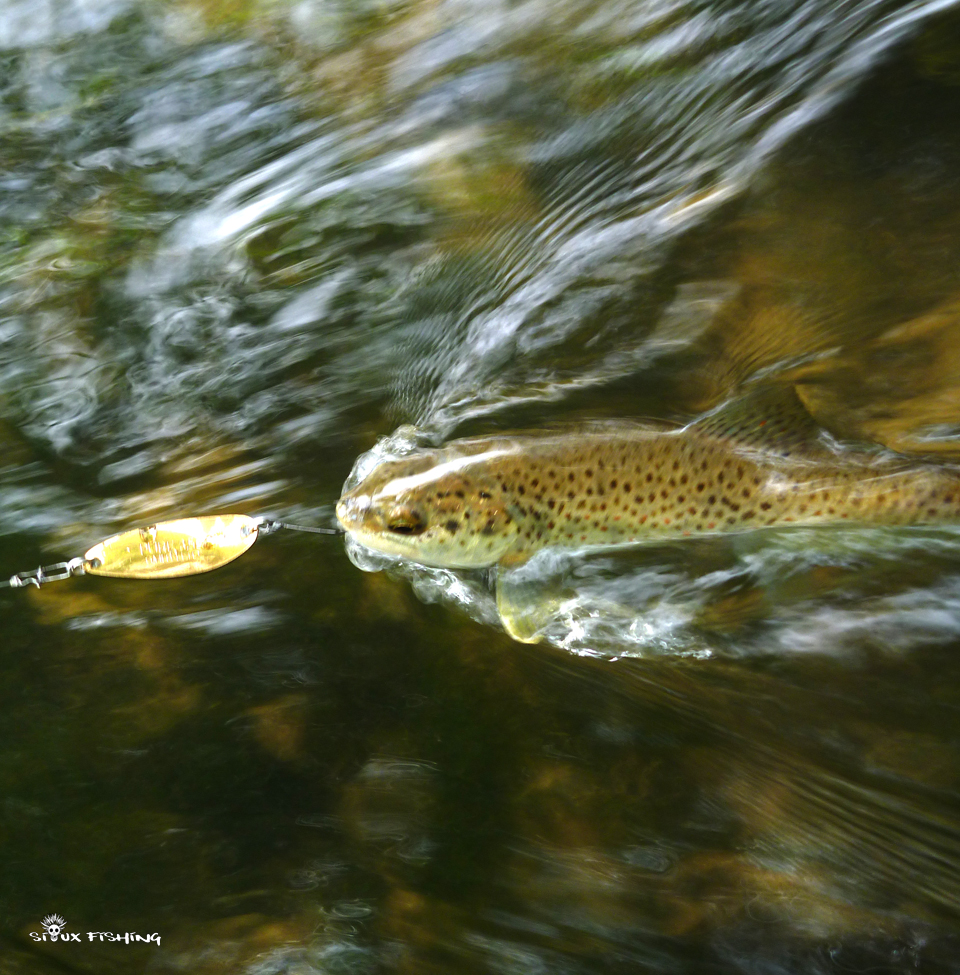Truite sur la Haute rivière d'Ain