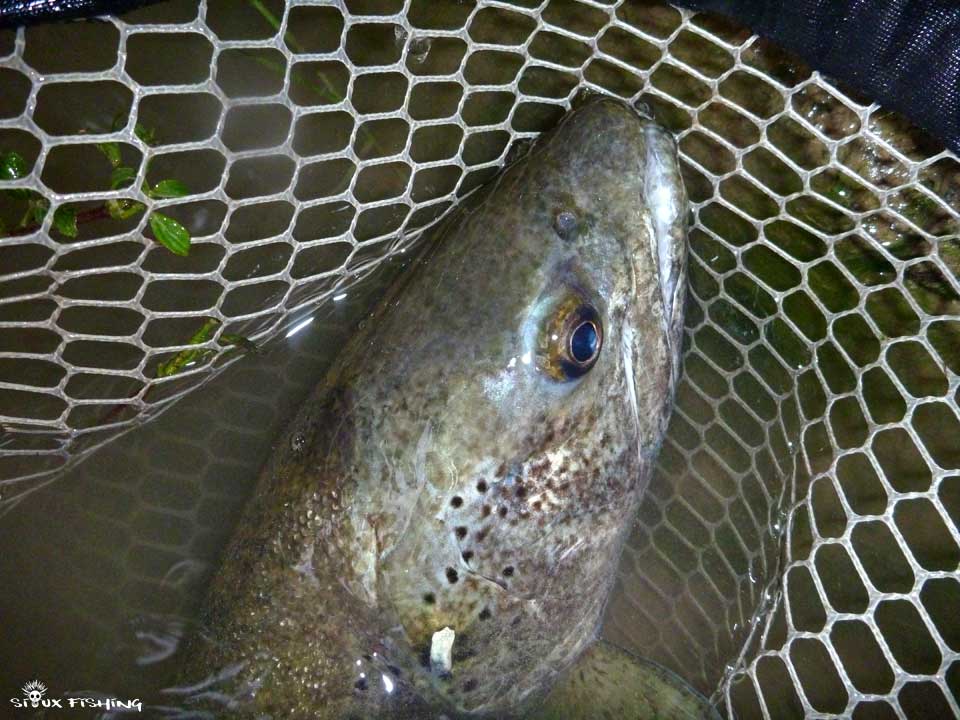 Truite de la Haute rivière d'Ain