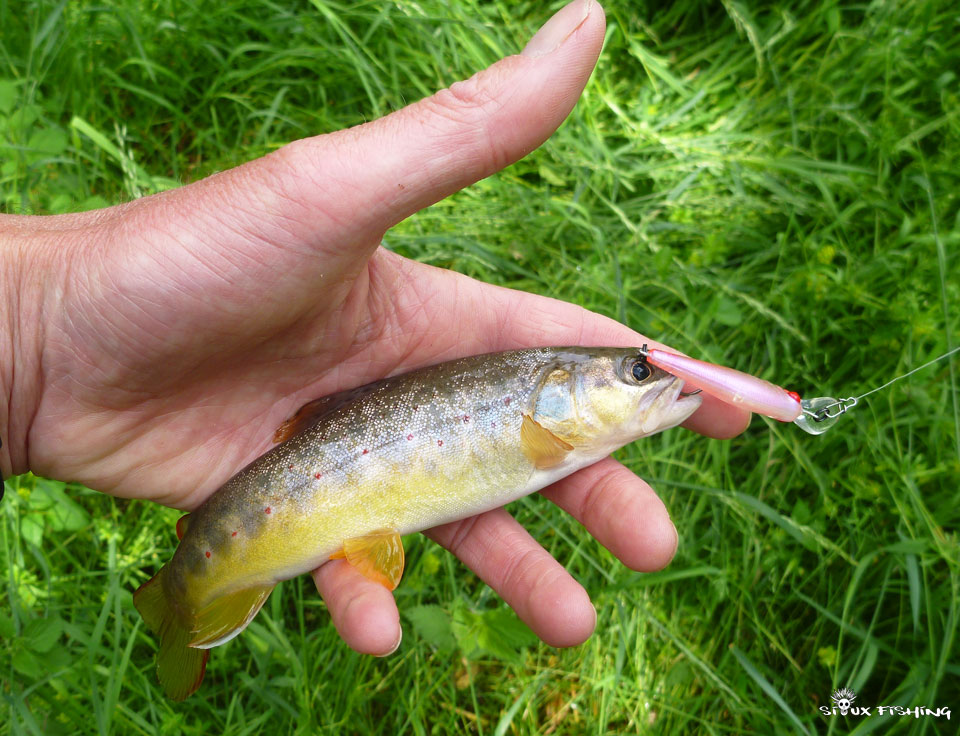 Petite truite de ruisseau