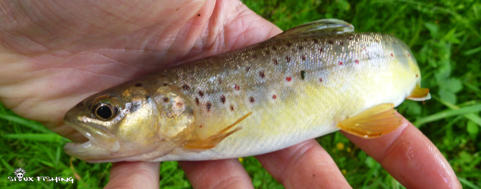 Petite truite de ruisseau