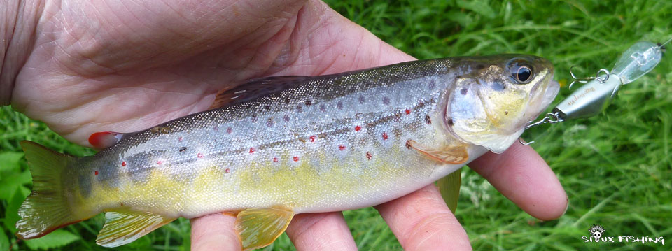 Petite truite de ruisseau