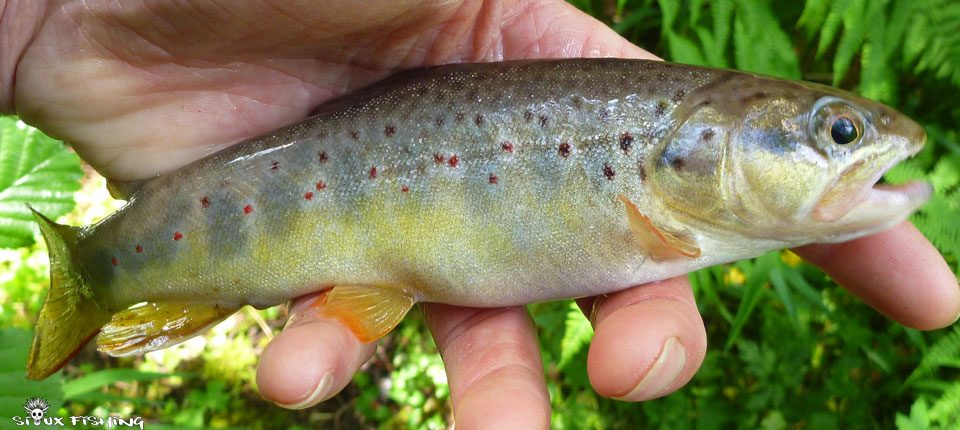 Petite truite de ruisseau
