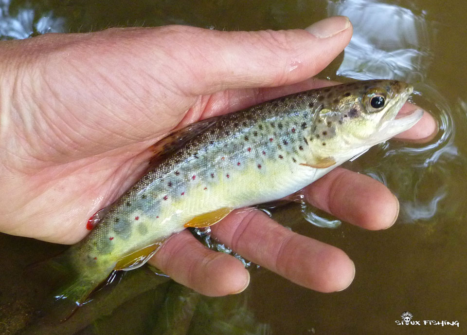 Petite truite de ruisseau