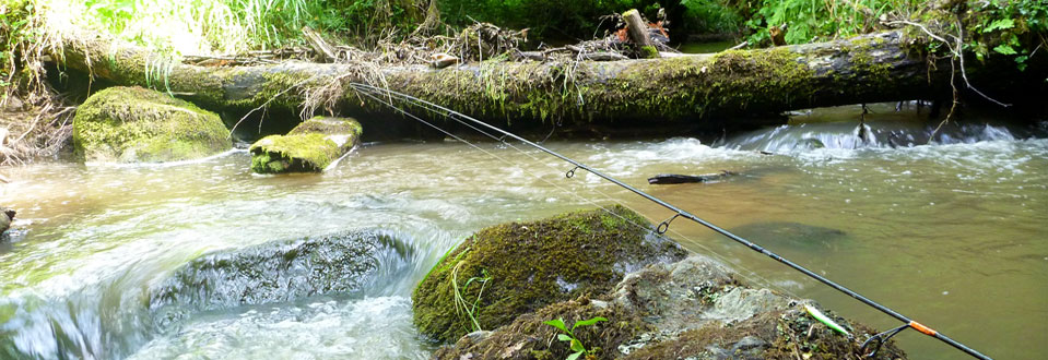 Le Mussy, une petite rivière à Truite