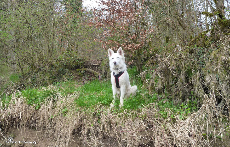 Berger blanc suisse à la rivière