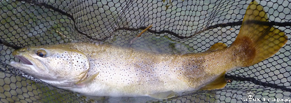 Grosse truite de la rivière d'Ain