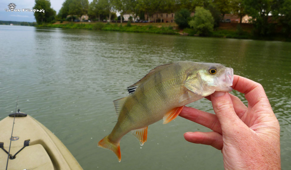 Perche de Saône