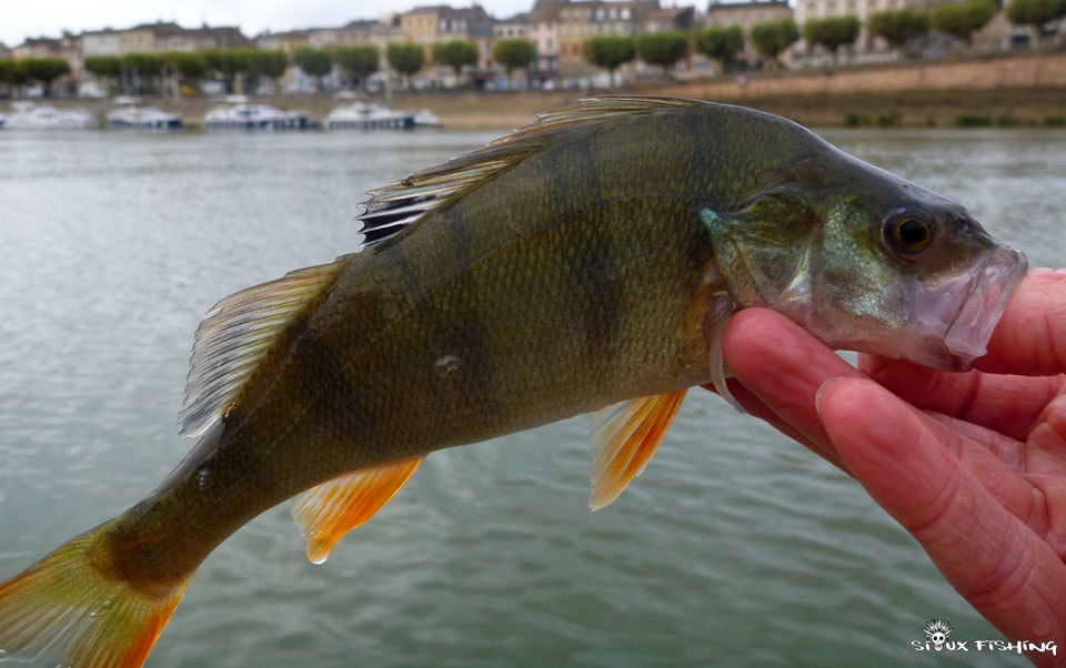 Perche de Saône