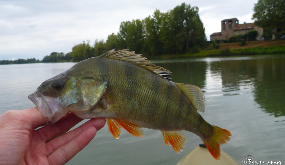 Perche de Saône