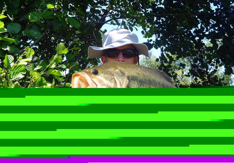 Black bass