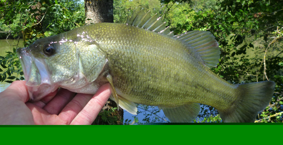 Black bass