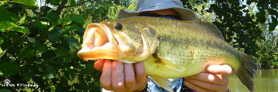 Black bass