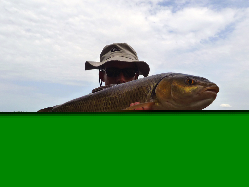 Chevesne de Loire