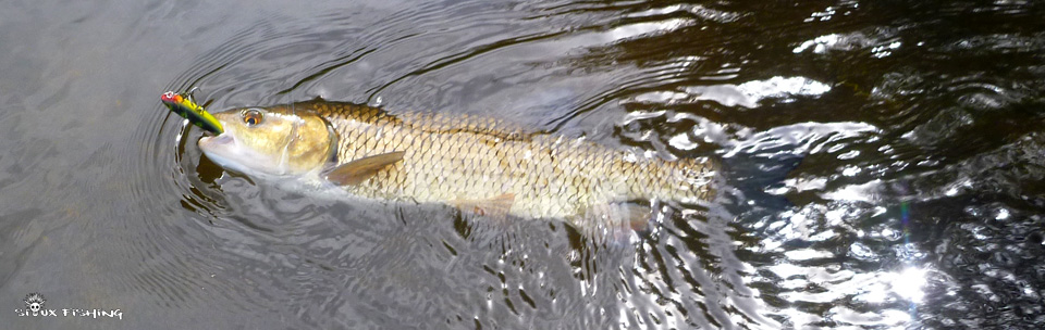 Chevesne de Loire