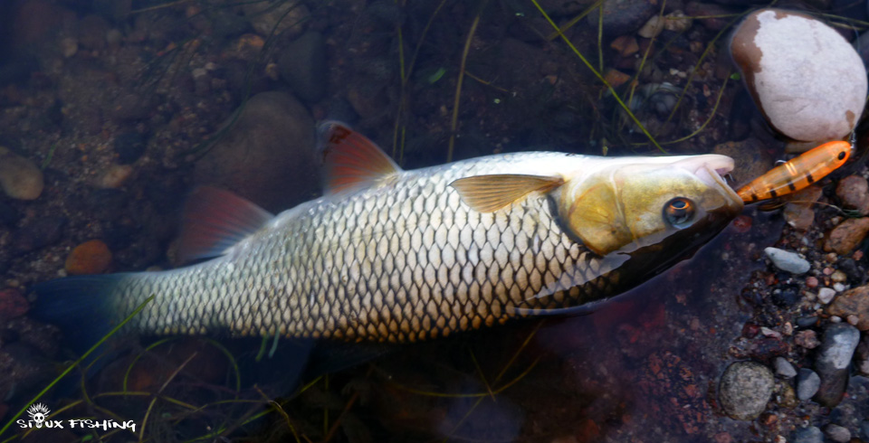 Chevesne de Loire