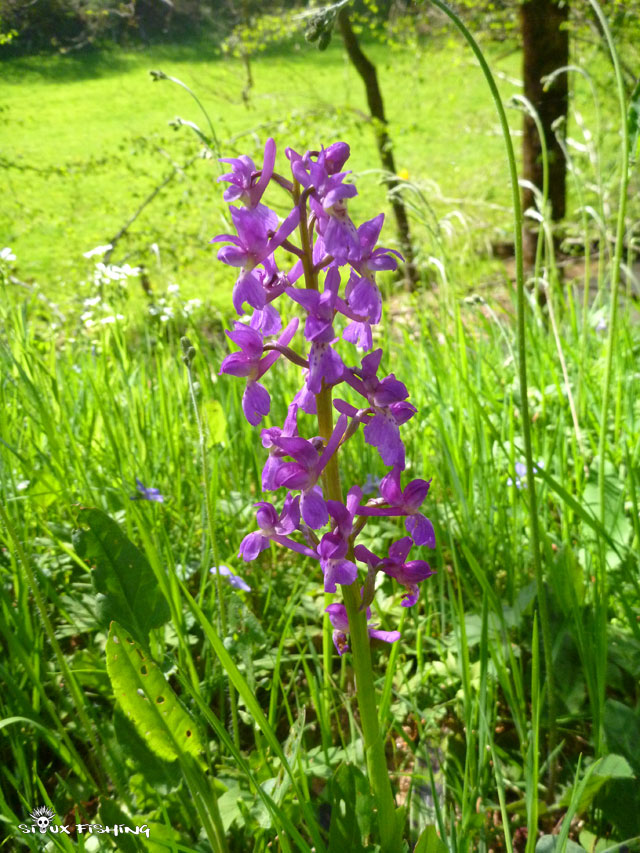 Une orchidée, en bordure de rivière