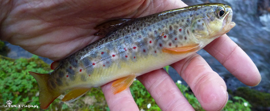Une truite de la rivière Mussy