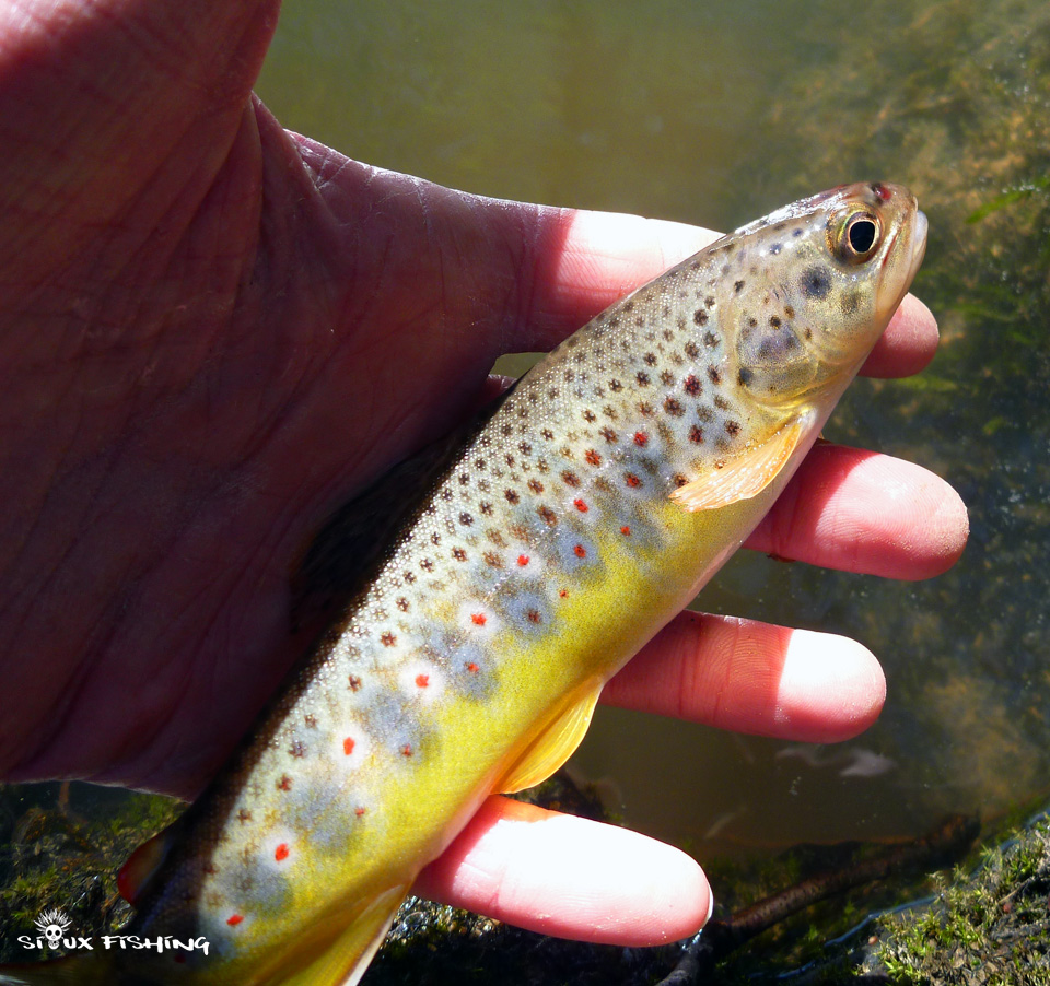 Une truite de la rivière Mussy