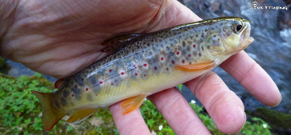 Une truite de la rivière Mussy